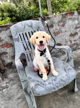 Golden Retriever For Sale In Eluru