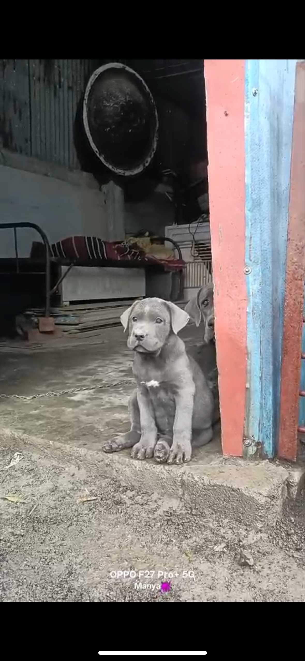 Cane Corso For Sale In Pune