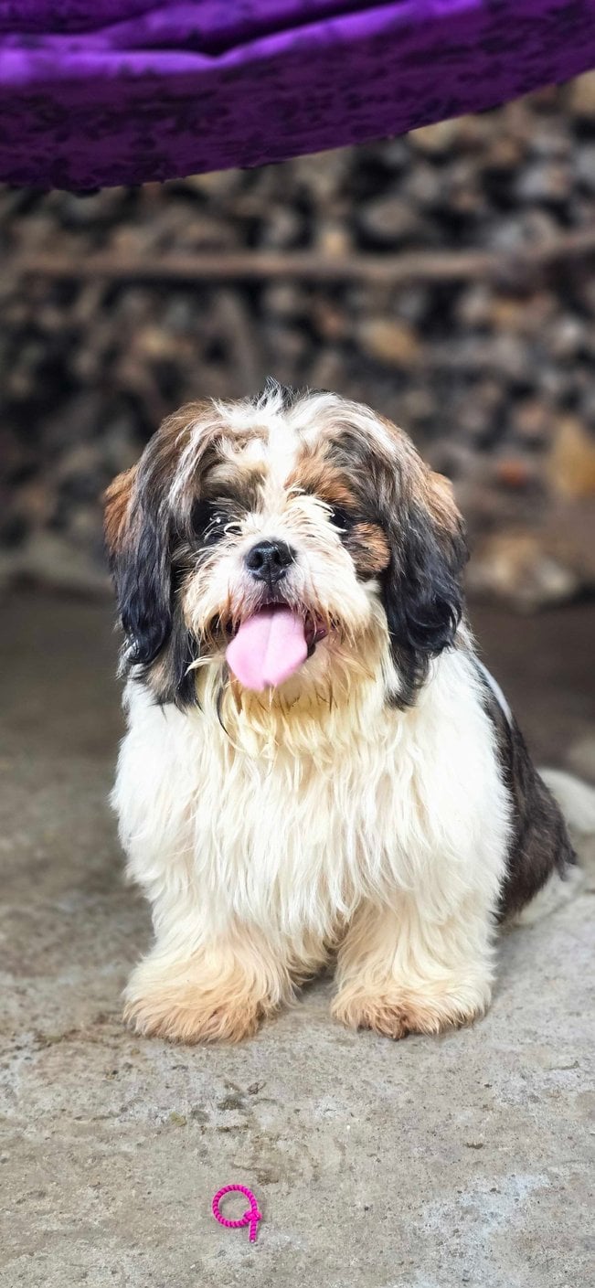Shih Tzu For Sale In Kochi