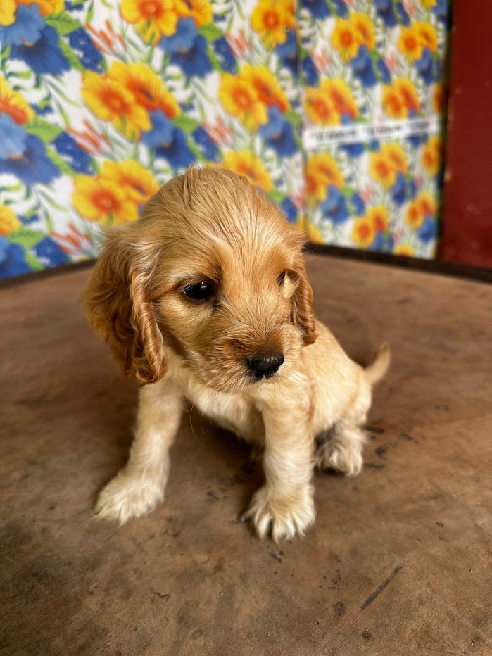 Cocker Spaniel For Sale In Indore