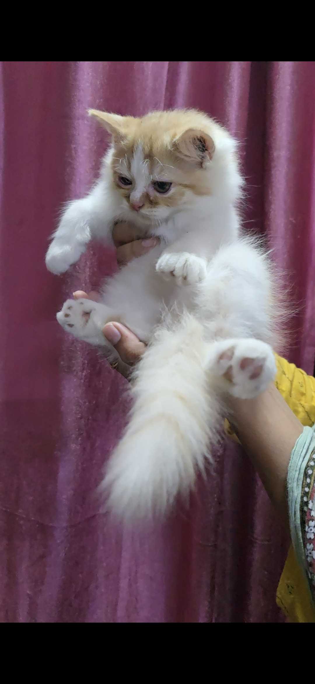 Persian For Sale In Lucknow