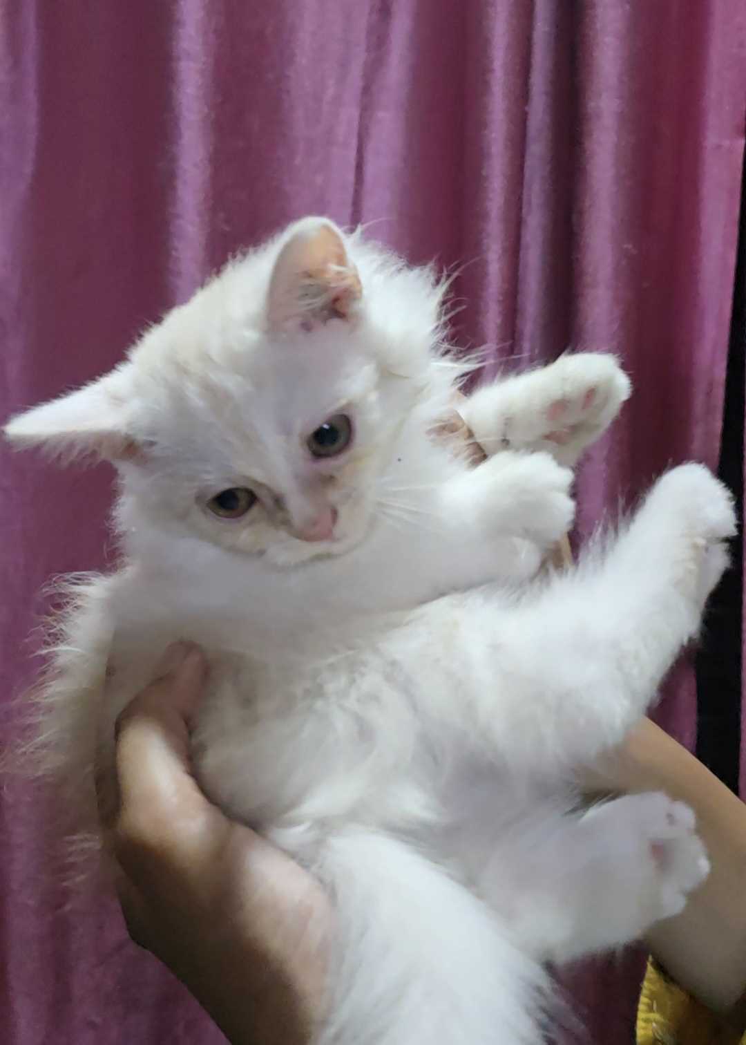 Persian For Sale In Lucknow