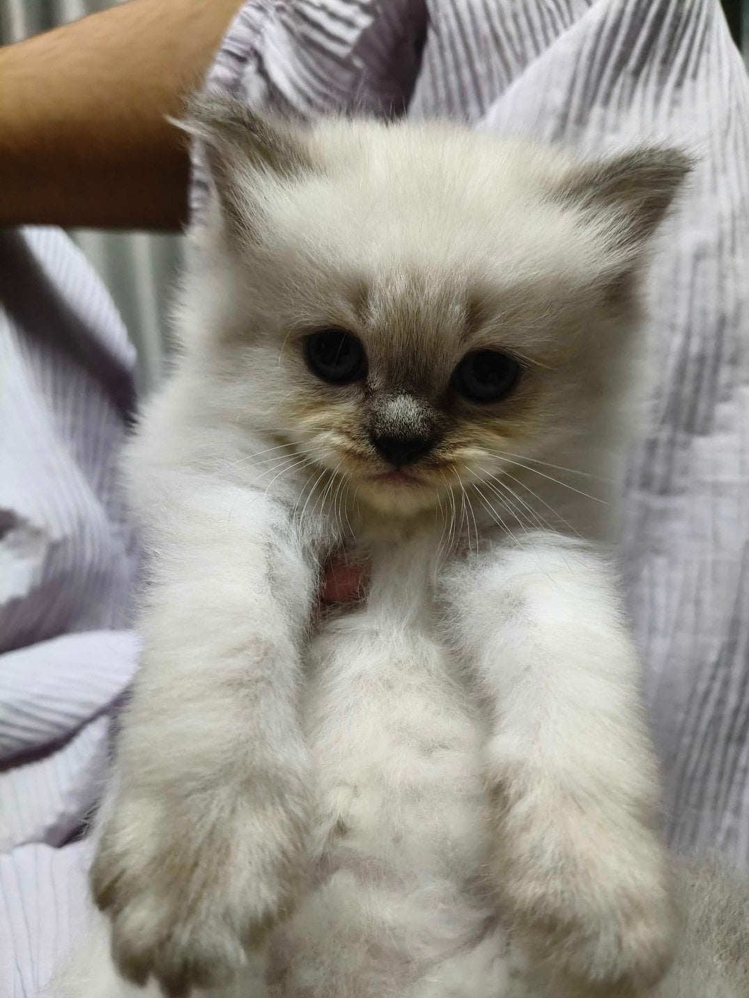 Himalayan For Sale In Kanpur