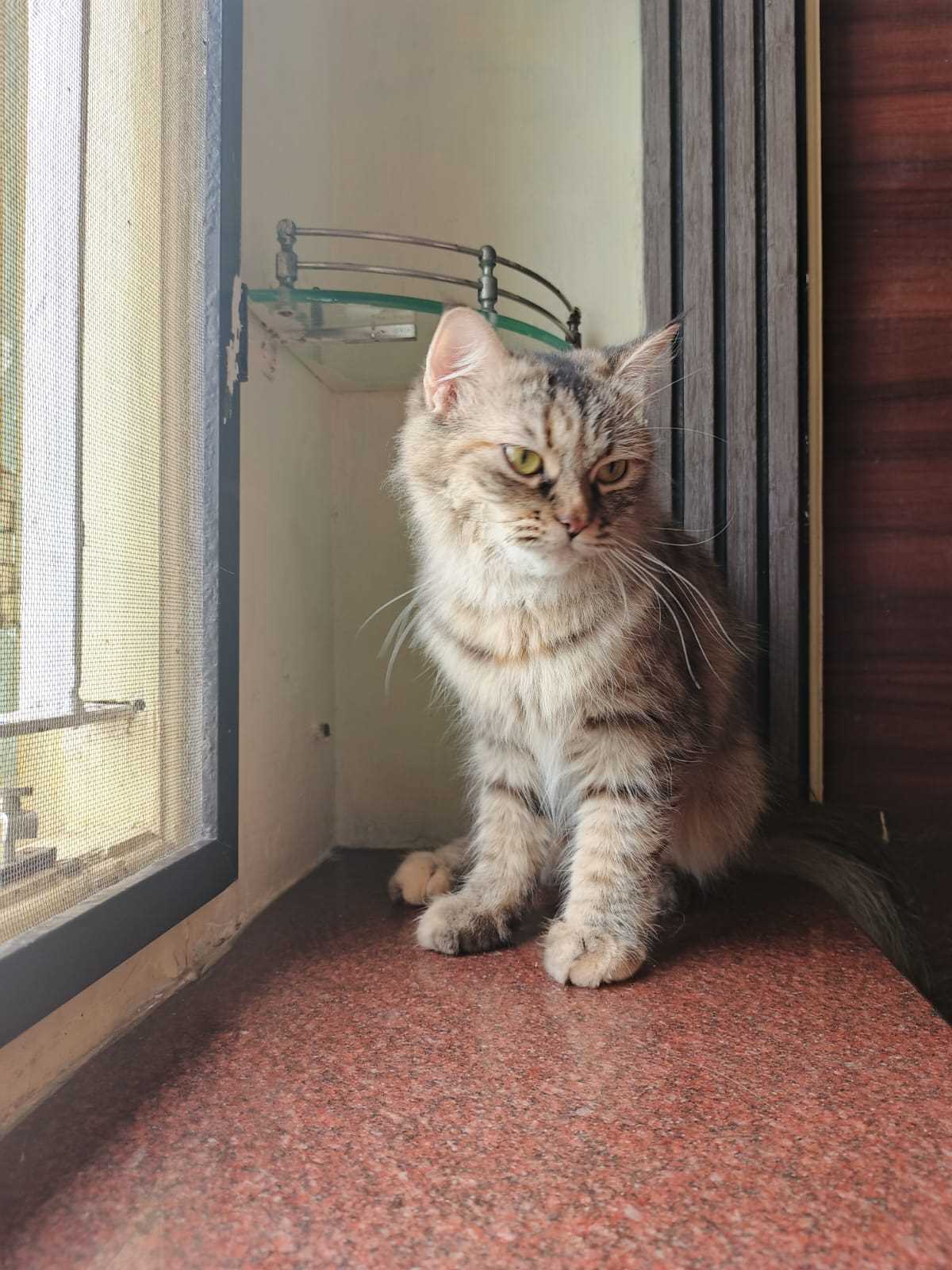 Persian For Sale In Vijayawada