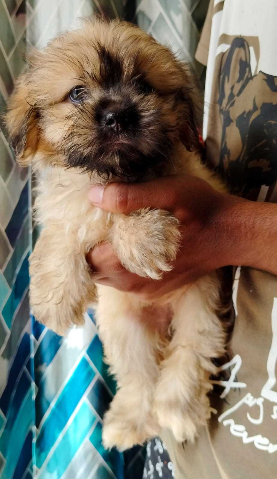 Lhasa Apso For Sale In Kolkata