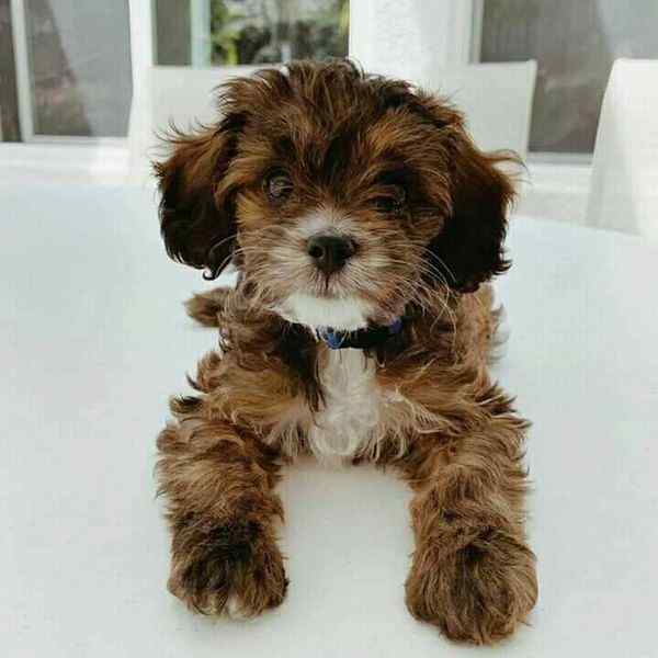 Cavapoo For Sale In Mumbai