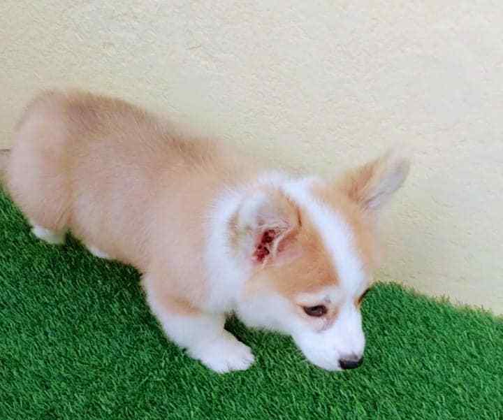 Pembroke Welsh Corgi For Sale In Mumbai