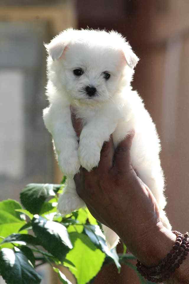 Maltese For Sale In Jaipur