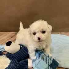 Bichon Frise For Sale In Delhi