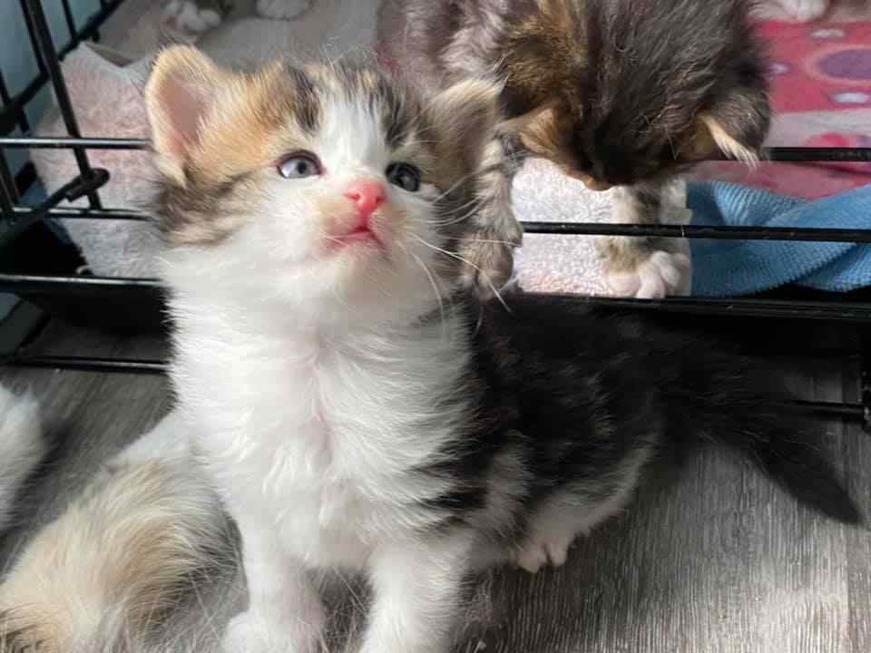 Siberian For Sale In Delhi