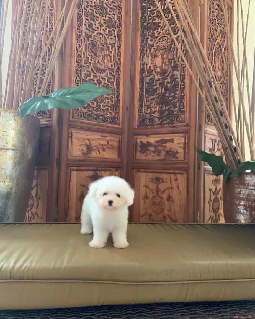Bichon Frise For Sale In Delhi