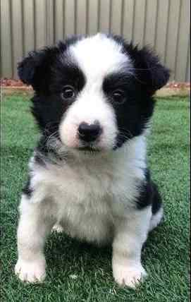 Border Collie For Sale In Delhi