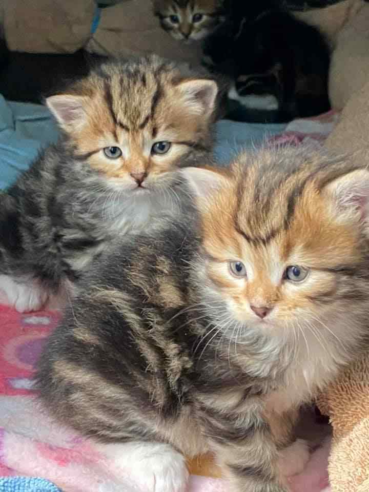 Siberian For Sale In Jaipur