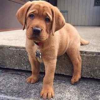 Labrador Retriever For Sale In Bikaner