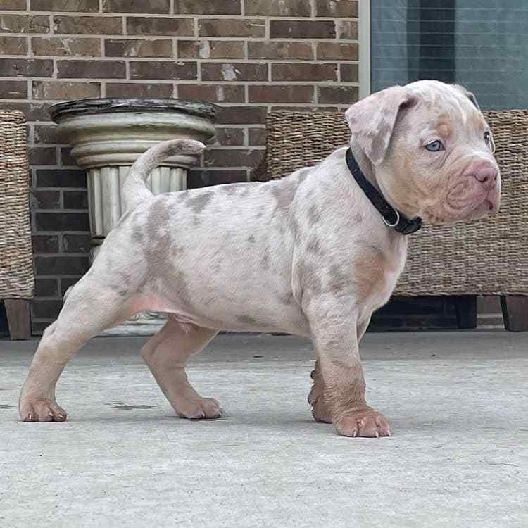 Pitbull For Sale In Jaipur