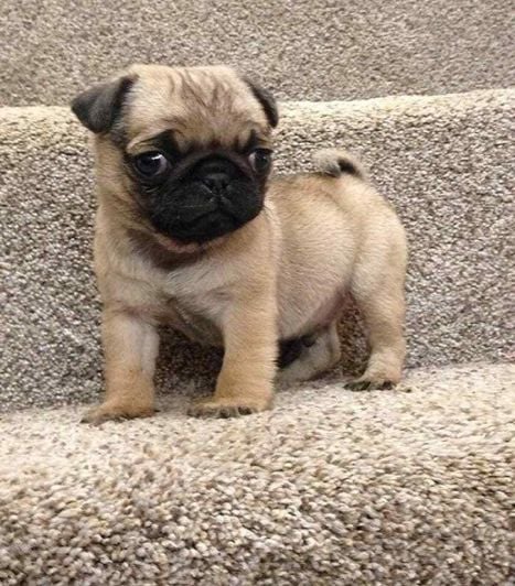 Pug For Sale In Bikaner