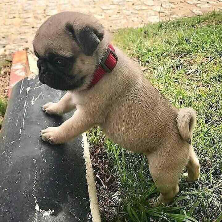 Pug For Sale In Bikaner
