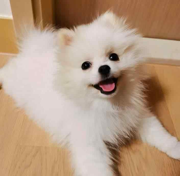 Pomeranian For Sale In Bikaner
