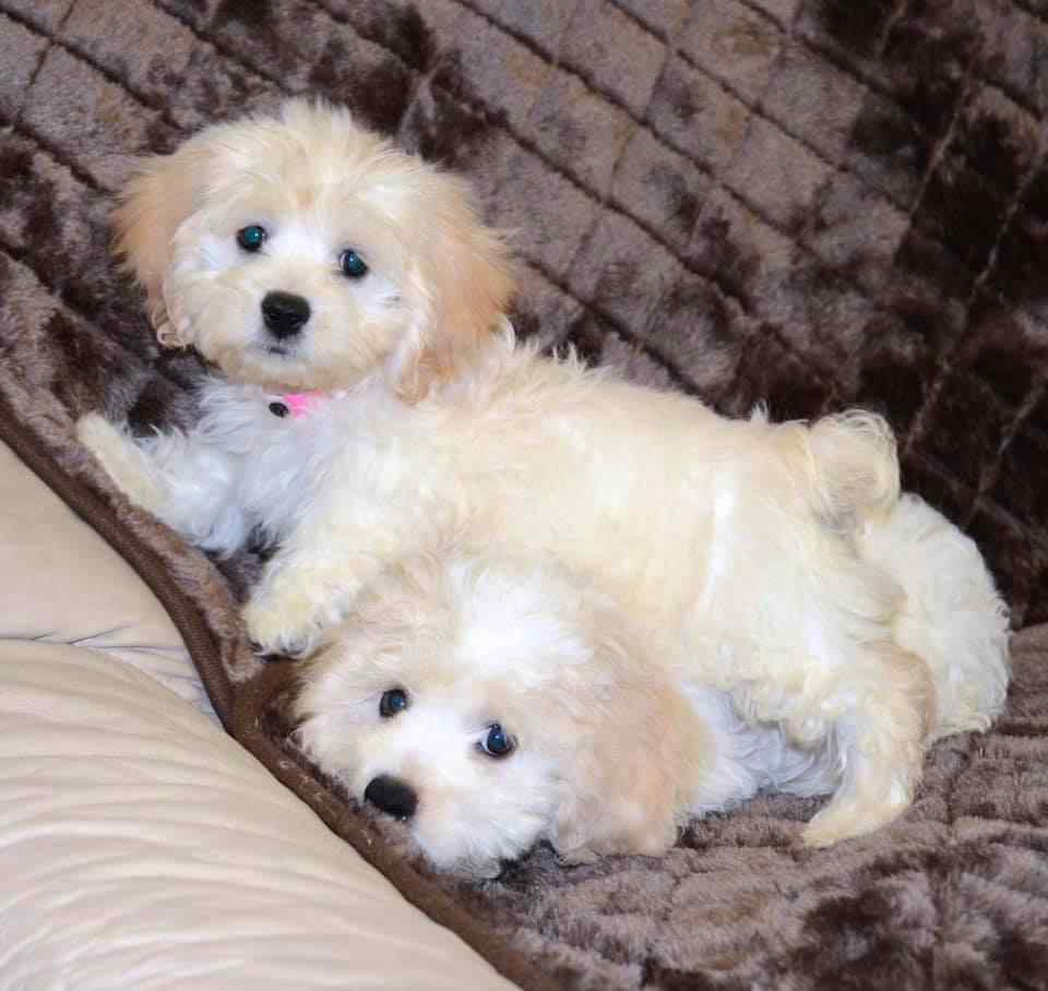 Cockapoo For Sale In Bangalore