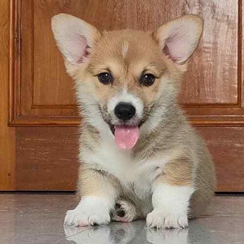 Pembroke Welsh Corgi For Sale In Bangalore