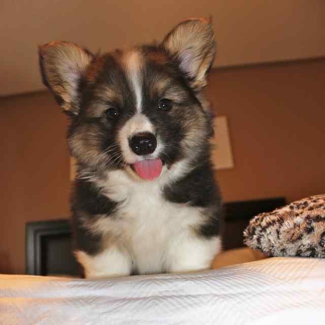 Pembroke Welsh Corgi For Sale In Bangalore