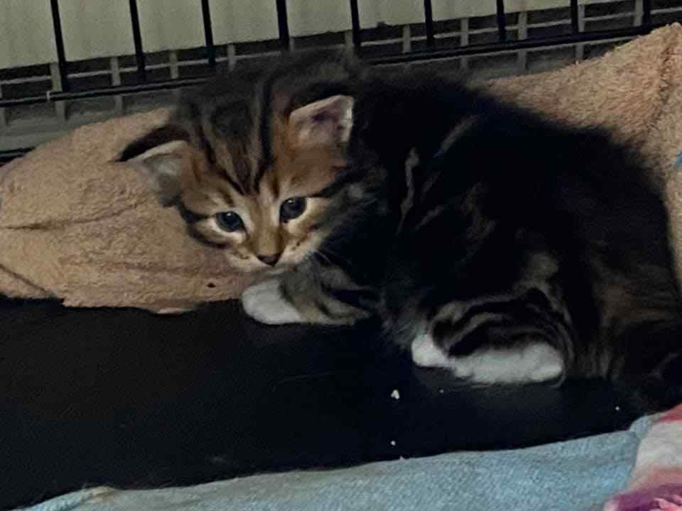 Siberian For Sale In Bangalore