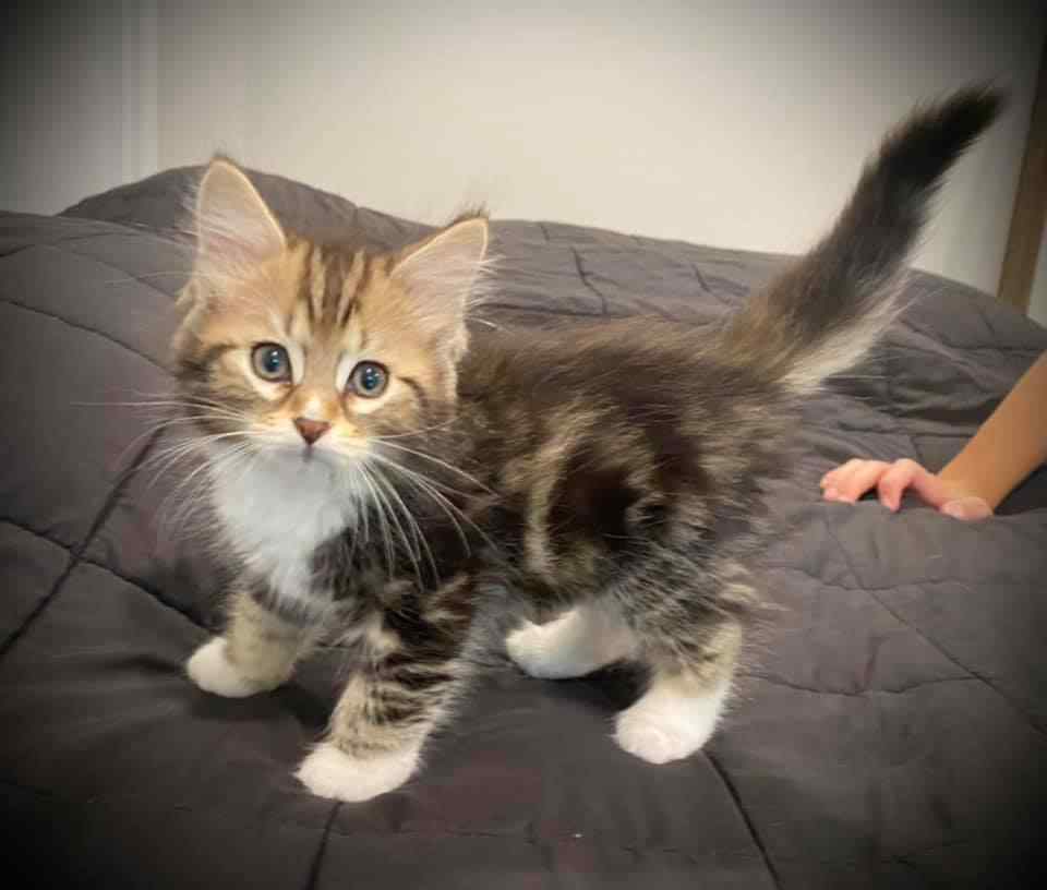 Siberian For Sale In Bangalore