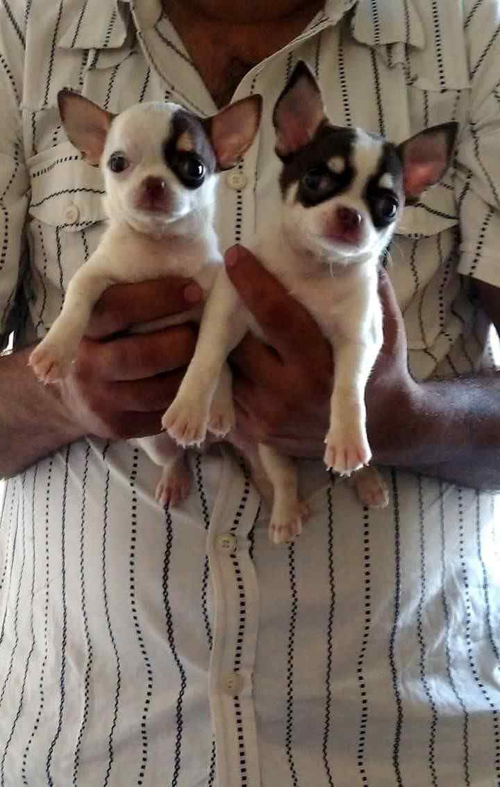 Chihuahua For Sale In Hyderabad