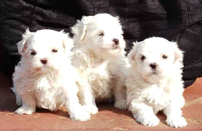 Maltese For Sale In Hyderabad