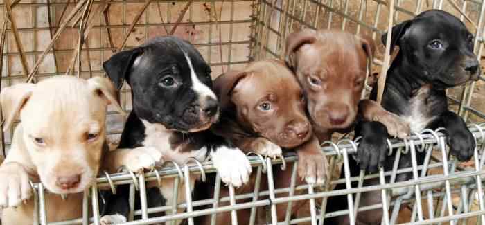 American Pit Bull Terrier For Sale In Hyderabad