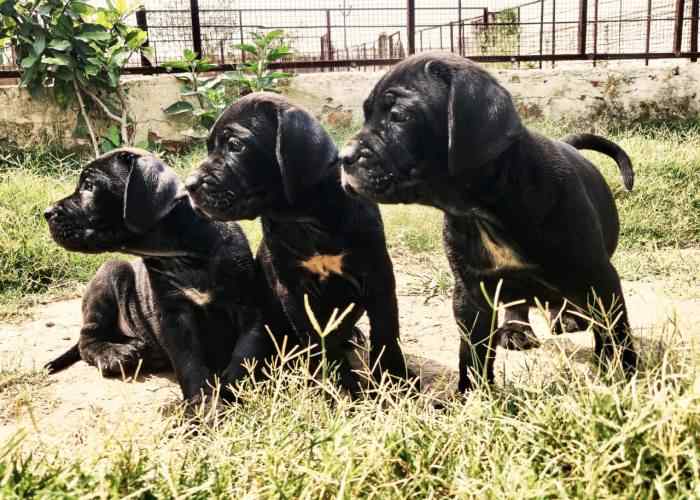 Cane Corso For Sale In Pune