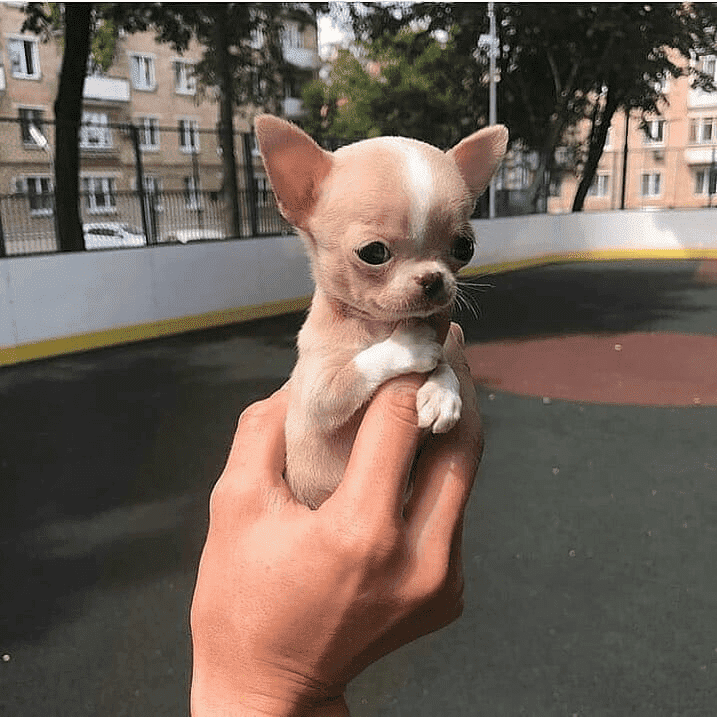 Chihuahua For Sale In Pune