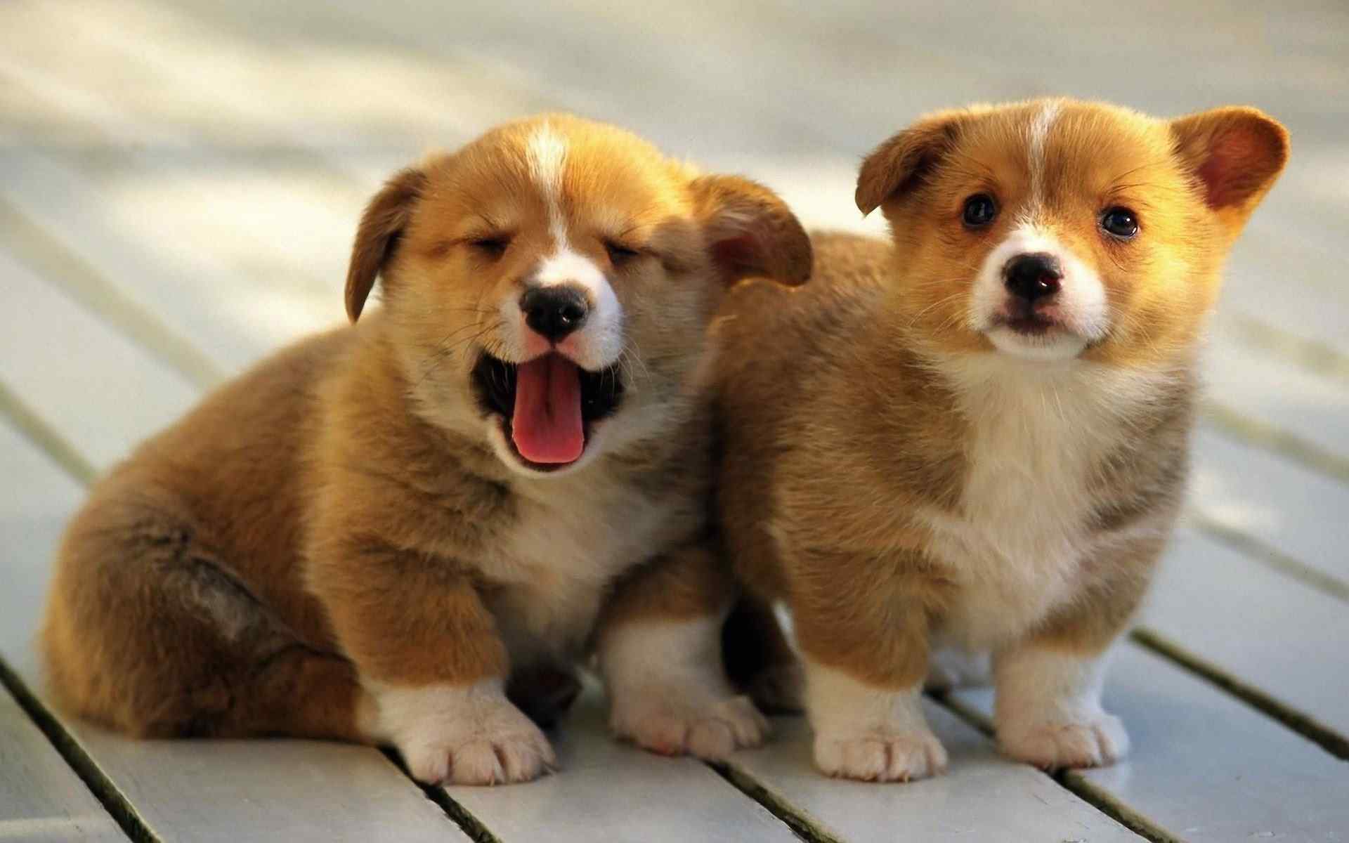 Pembroke Welsh Corgi For Sale In Pune