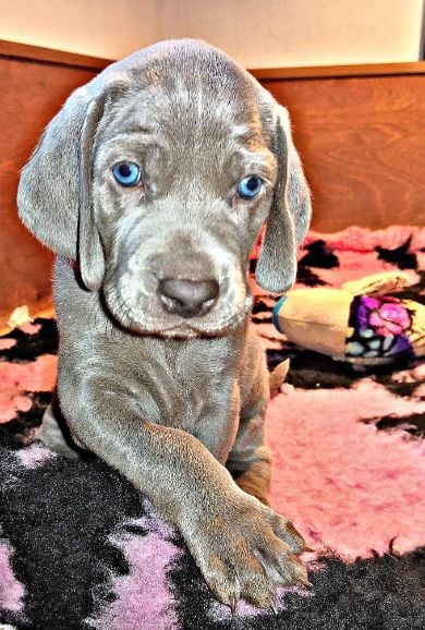 Weimaraner For Sale In Pune