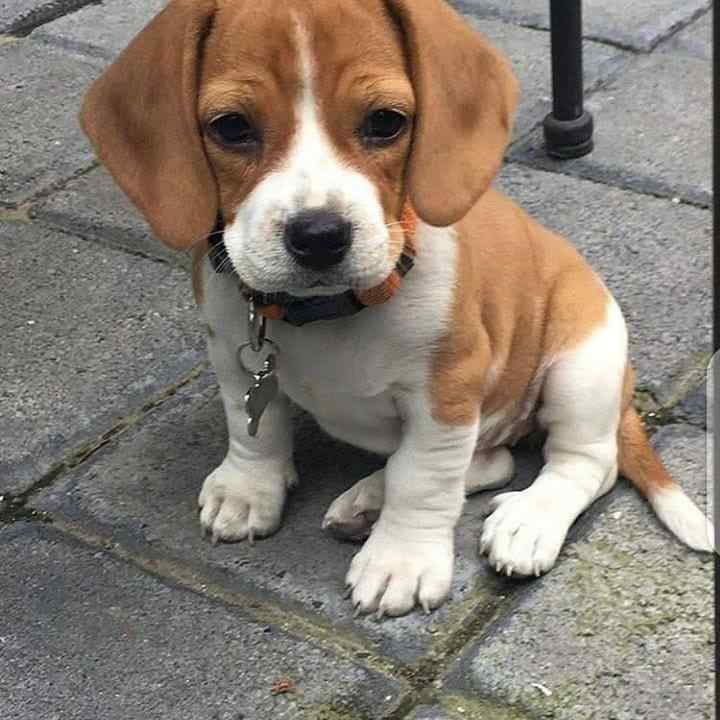 Beagle For Sale In Ahmedabad