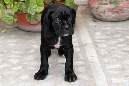 Cane Corso For Sale In Ahmedabad