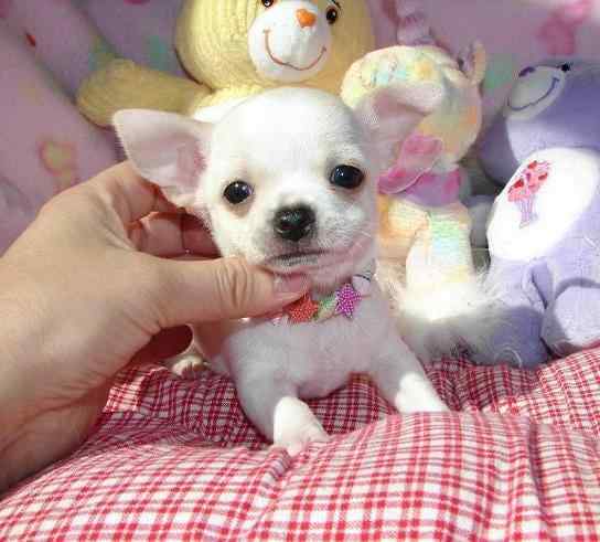 Chihuahua For Sale In Ahmedabad
