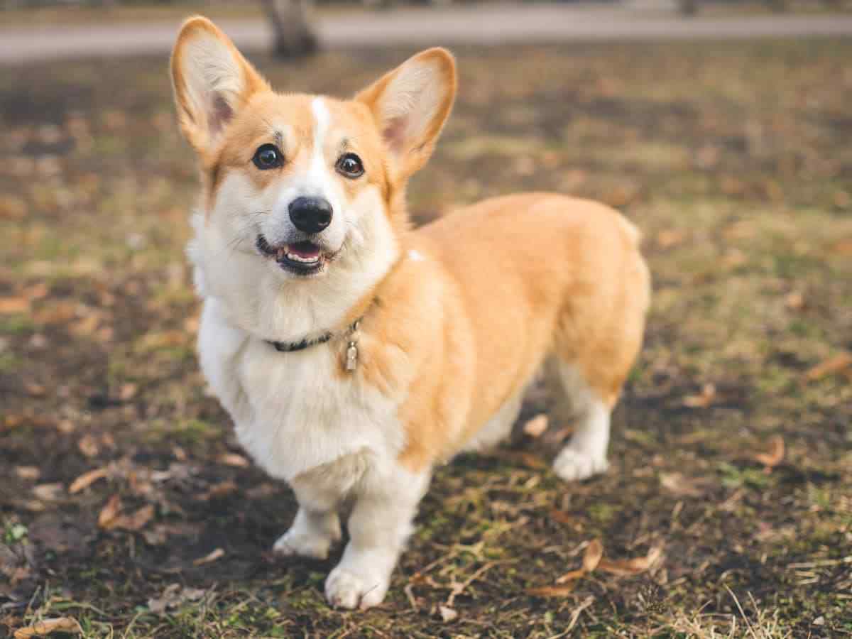 Pembroke Welsh Corgi For Sale In Ahmedabad