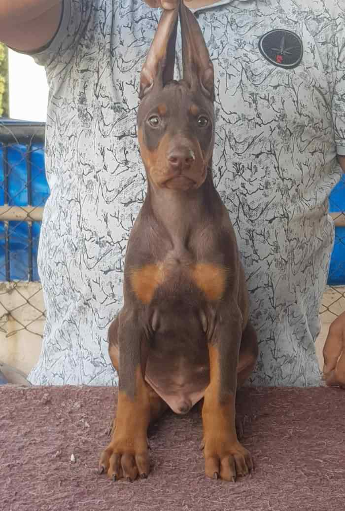 Doberman For Sale In Ahmedabad