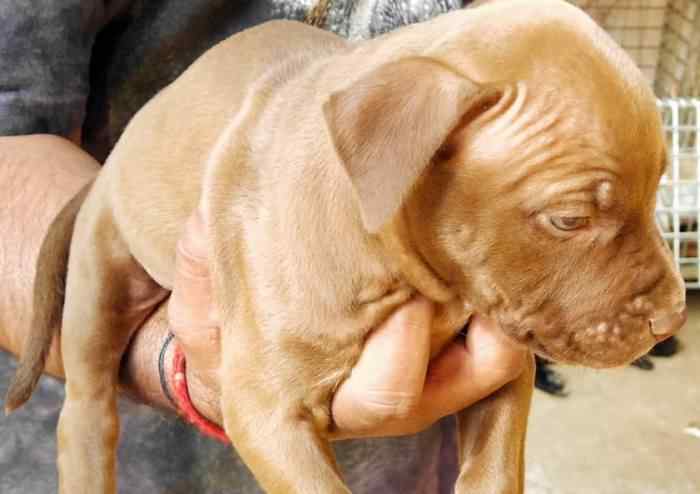 American Pit Bull Terrier For Sale In Ahmedabad
