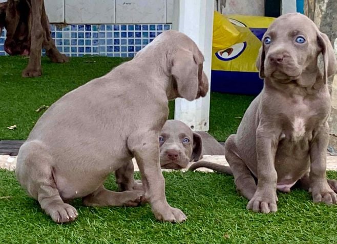 Weimaraner For Sale In Ahmedabad