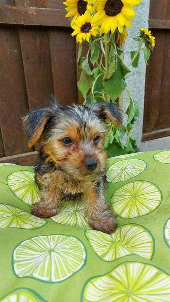 Yorkshire Terrier For Sale In Ahmedabad