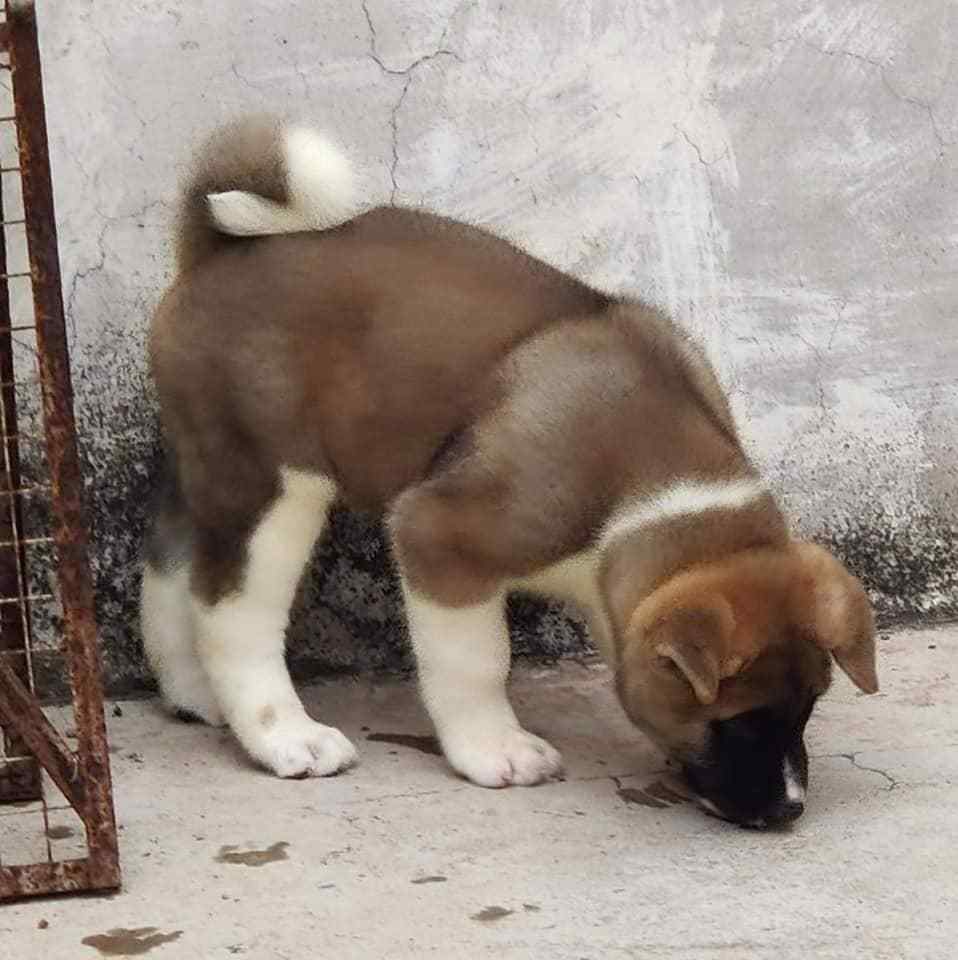 Akita For Sale In Panaji