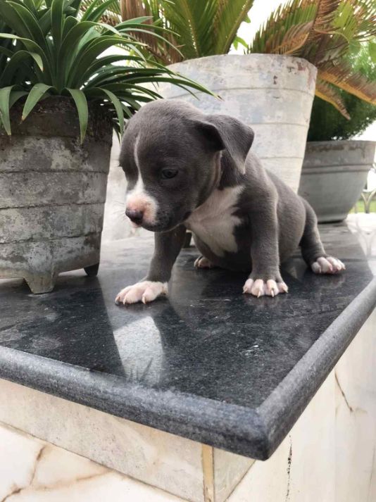 American Bully For Sale In Panaji