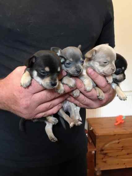 Chihuahua For Sale In Panaji