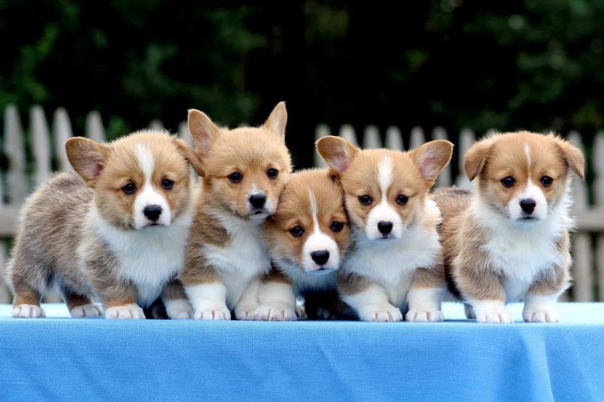 Pembroke Welsh Corgi For Sale In Panaji