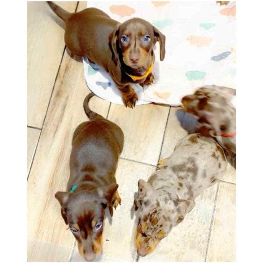 Dachshund For Sale In Panaji