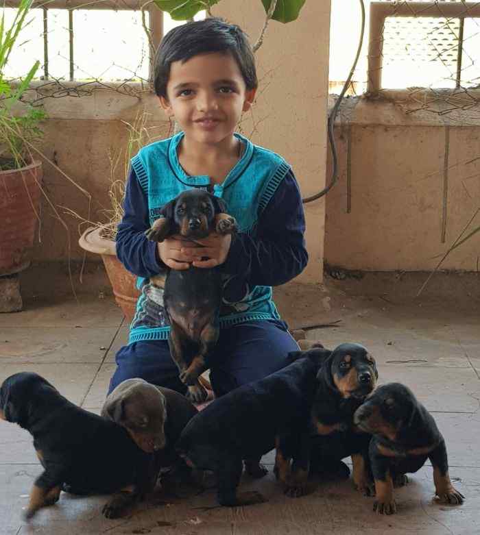 Doberman For Sale In Panaji