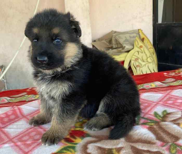 German Shepherd For Sale In Panaji