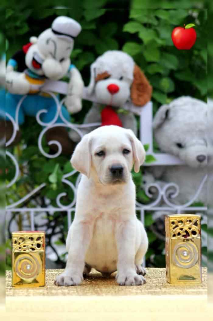 Labrador Retriever For Sale In Panaji